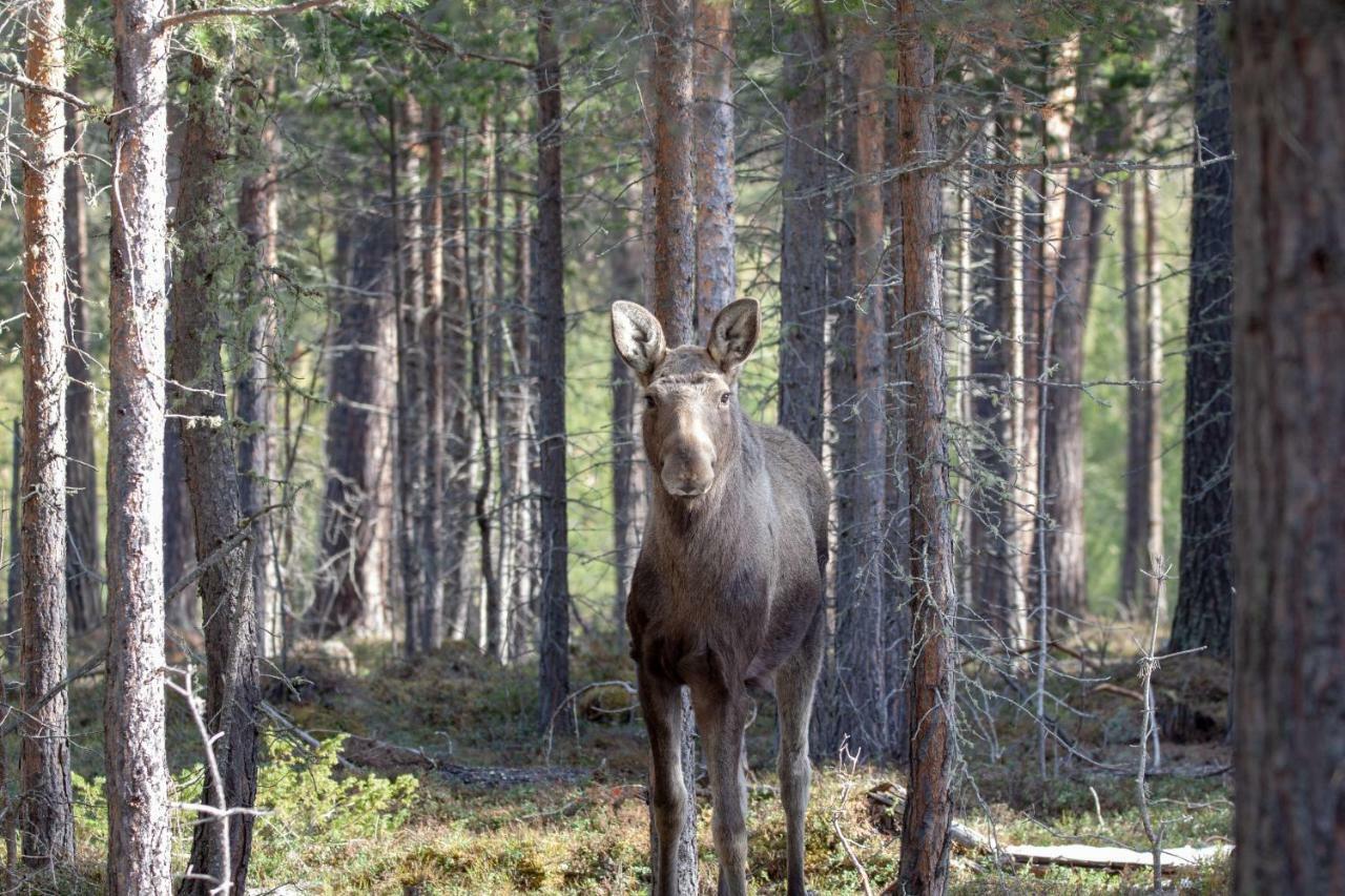 Trolltun Hotel & Hytter Dombås Buitenkant foto